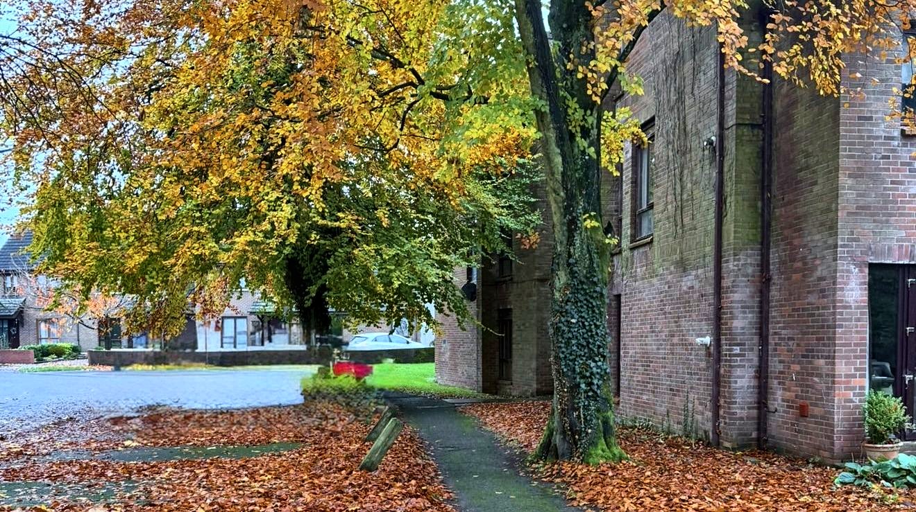 The path beside the apartment block under an autumn tree, covered in fallen leaves