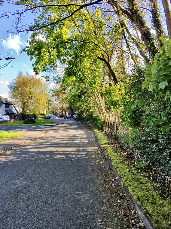 The access road curving through The Moorings beneath a canopy of fresh spring leaves