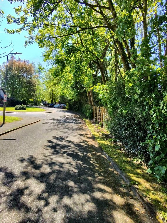 The access road in dappled shade beneath trees in full leaf